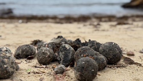 Bondi beach ‘closed’ as Sydney shores hit by ‘tar balls’