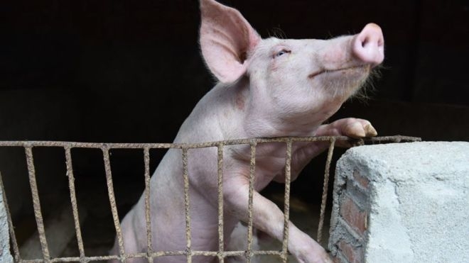 African swine fever: Fears rise as virus spreads to Indonesia