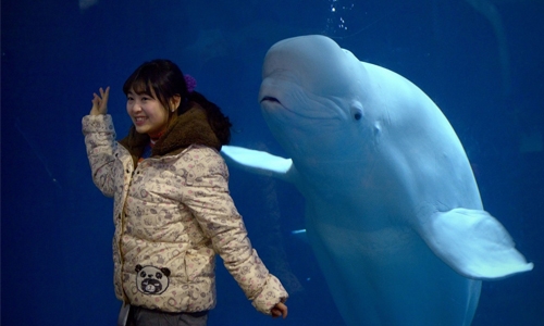 Captive Beluga whales reach Iceland from China