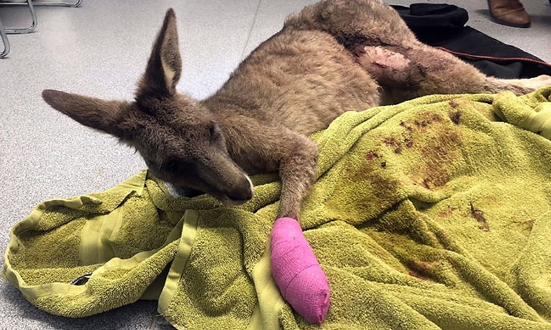 Family stunned as kangaroo smashes through house window
