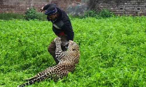 Marauding leopard causes panic in India’s Jalandhar