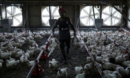 Singapore's de-facto national dish in the crossfire as Malaysia bans chicken exports