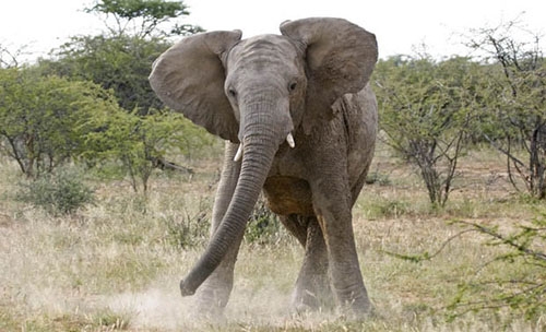 Vet dies after being trampled by rare 5.5-tonne elephant