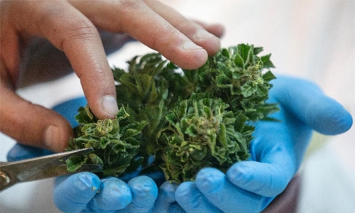 Israel sees heady future for medical marijuana