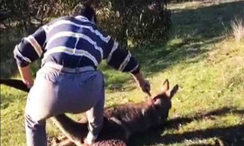 Man charged with slitting kangaroo's throat