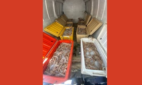Authorities seize 410 kilograms of illegally caught shrimp 