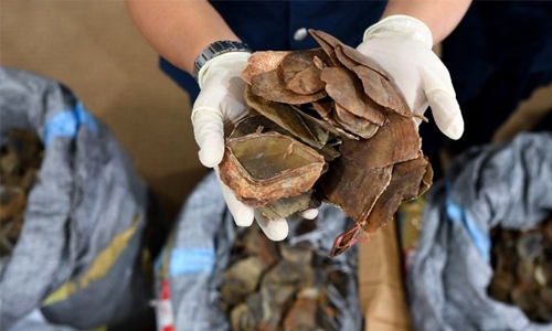 Record haul of pangolin scales seized in Malaysia 