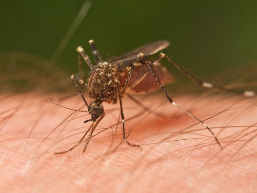 Malaria mortality returns to pre-Covid levels: WHO