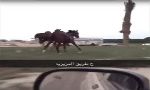 Horse run over by car in Saudi