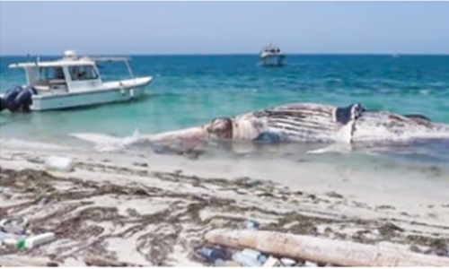 Dead whale pulled to shore by coast guards