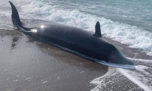 Cyprus probes washed up dead whales, earthquake link possible
