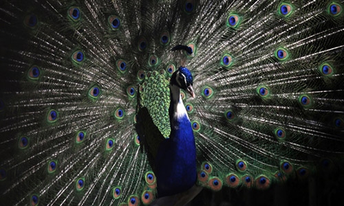 Peacocks shake feathers to mesmerize mates