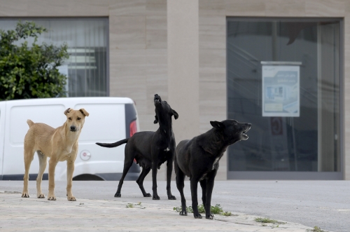 Stray dogs falling victim to Bahrain highways
