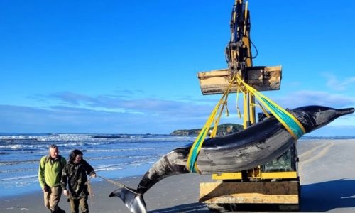 World’s rarest whale washes up on New Zealand beach