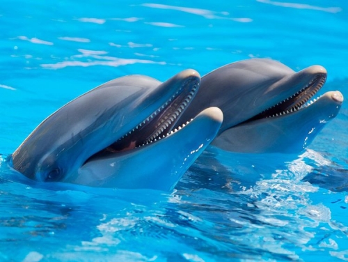 Bottlenose Dolphins Use Friendly Facial Signals for Play, Study Finds