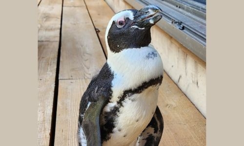 ‘Miracle’ Japan penguin found two weeks after escape