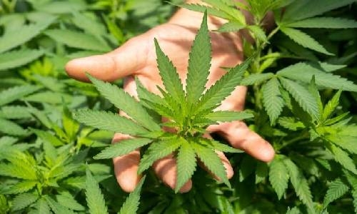 Bahraini man gets 15 years jail for growing cannabis at home