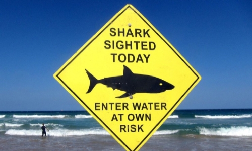 Sydney beaches close after first fatal shark attack in 60 years