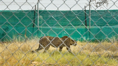 India welcomes 12 cheetahs from South Africa