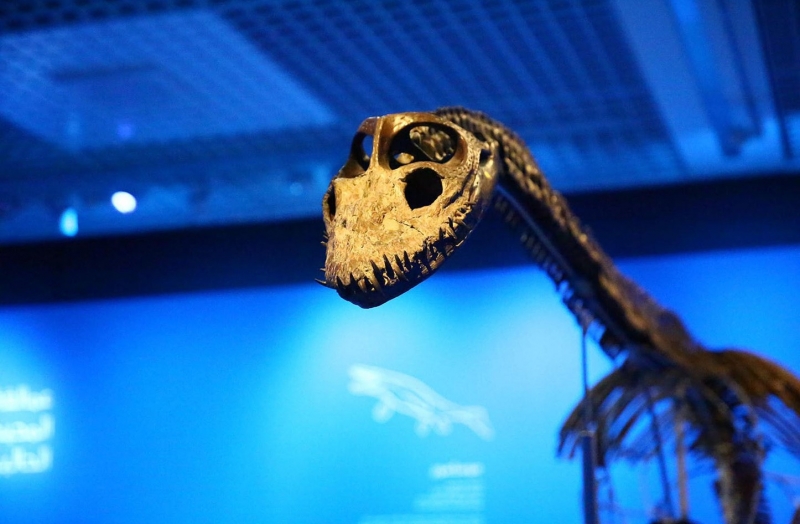 The Bahrain Museum unveils the “Deep in the Jurassic Age” exhibition next Sunday