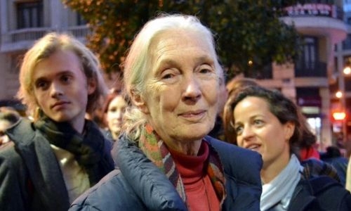 Climate change 'approaching a point of no return': primatologist Jane Goodall