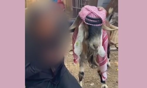 Viral online goat prank lands Bahraini man in legal trouble, ends with community service as punishment