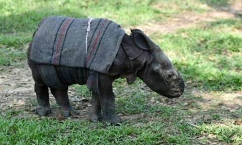 Baby rhino found in Indian forest nursed back to health