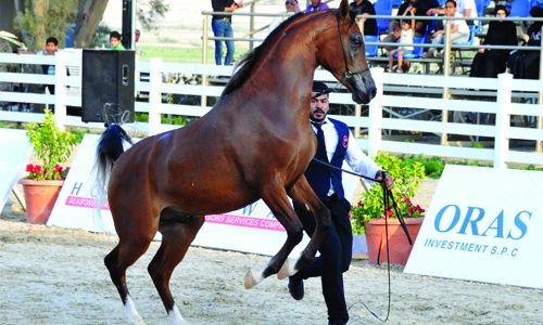 Horse Show ends on a high note