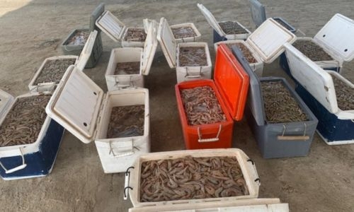 Bahraini man detained for trading shrimp