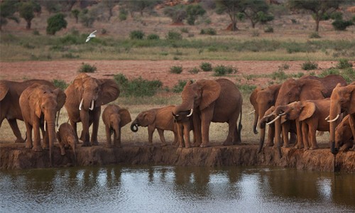 Elephants: the forgotten giants at Africa-China summit