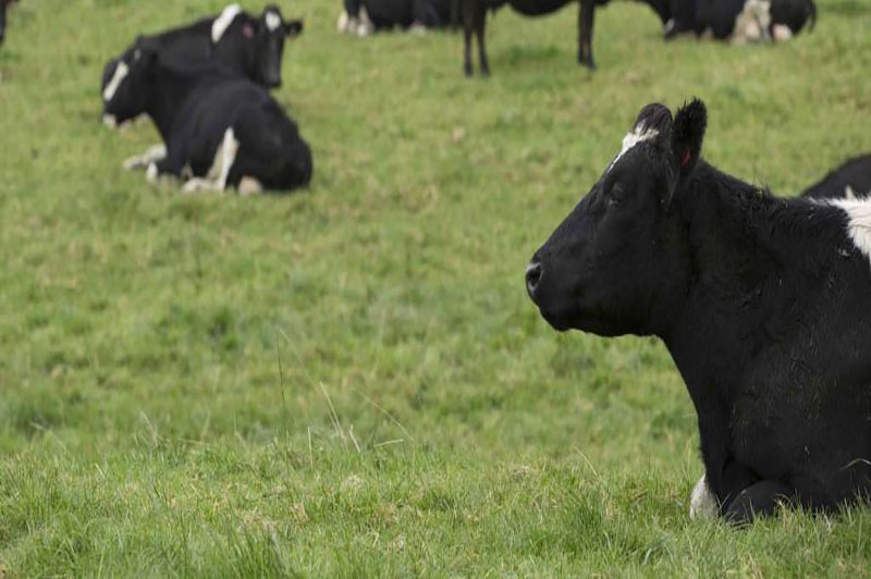 New Zealand to kill 150,000 cows to destroy disease-causing bacteria.