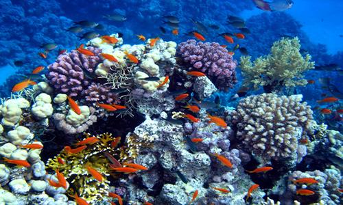 Sunscreen chemical blamed for harm to coral reefs