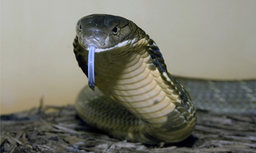 Escaped cobra terrorises German town
