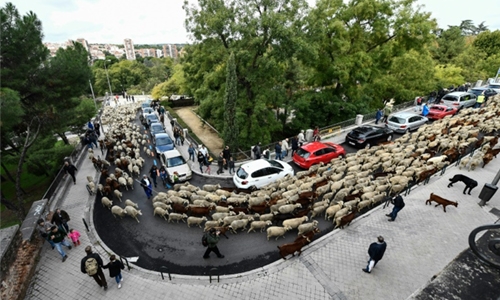 Spanish shepherds guide hundreds of sheep across the streets of Madrid