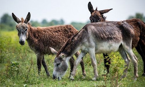 ‘Wonder of nature’: Serbia’s ultra-expensive donkey cheese