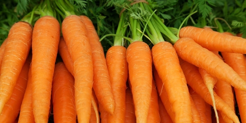 E. Coli Outbreak Linked to Organic Carrots in the U.S. Raises Concerns