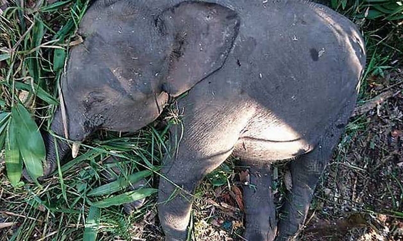 Endangered pygmy elephant shot dead 