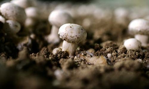 Can magic mushrooms dampen depression?