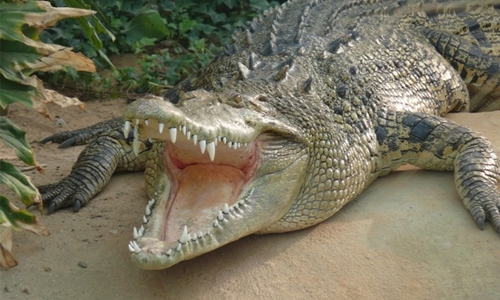 Croc bites off woman's arm in Australia