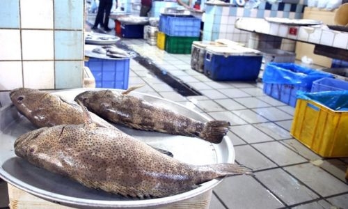 Asian Man Charged with Selling Undersized Fish in Bahrain