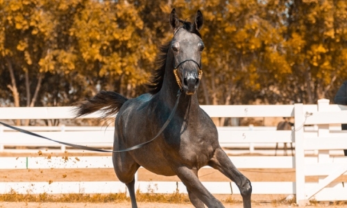 Registration opens for Arabian Horse Show