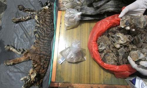 Indonesian police seize tiger skin, deer genitals