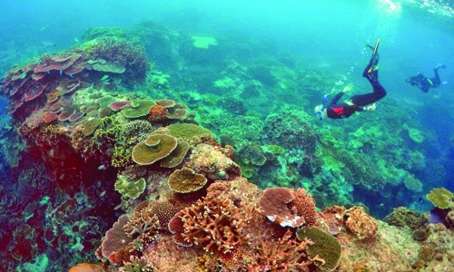 Heat waves put corals at risk