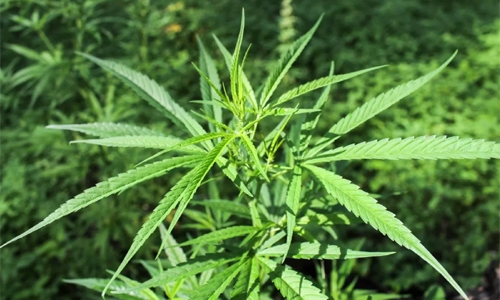 Thailand to legalise medical marijuana