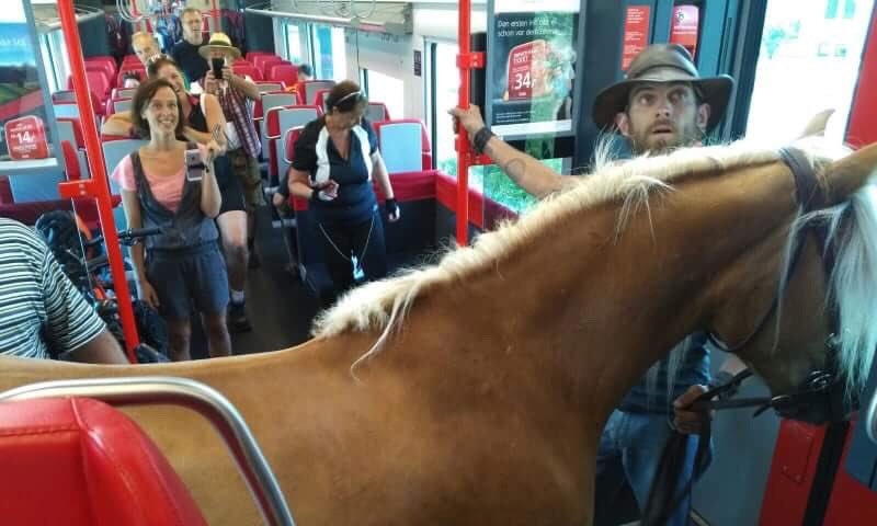 Austrian man tries to board train with horse 