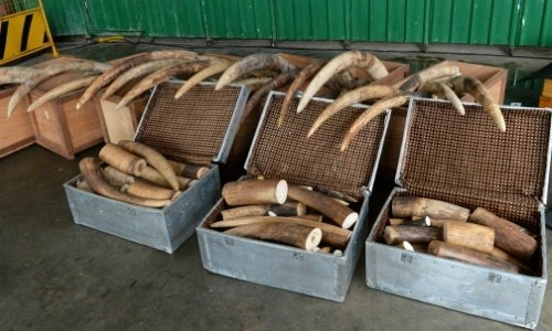 New York seizes $4.5 mn worth of elephant ivory items