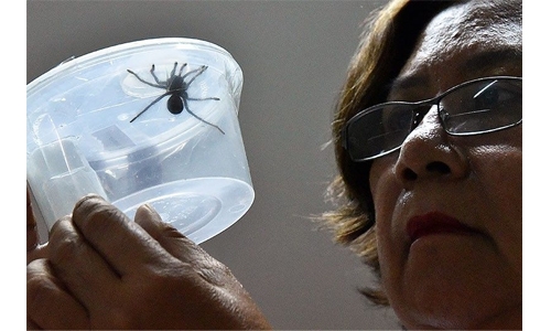 Spider surprise: Philippines seizes 750 smuggled tarantulas
