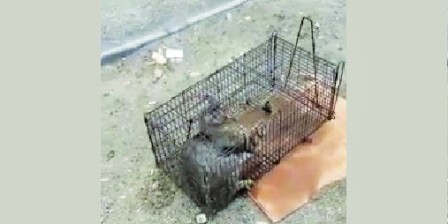 Cat burning: Court jails two accused