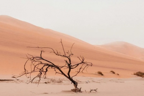 COP16 report warns three-quarters of global land 'permanently drier'  