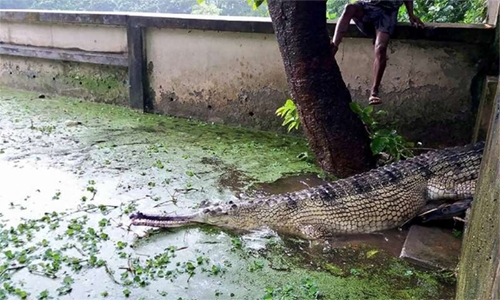 Rare Bangladesh crocodile lays eggs in new hope for species